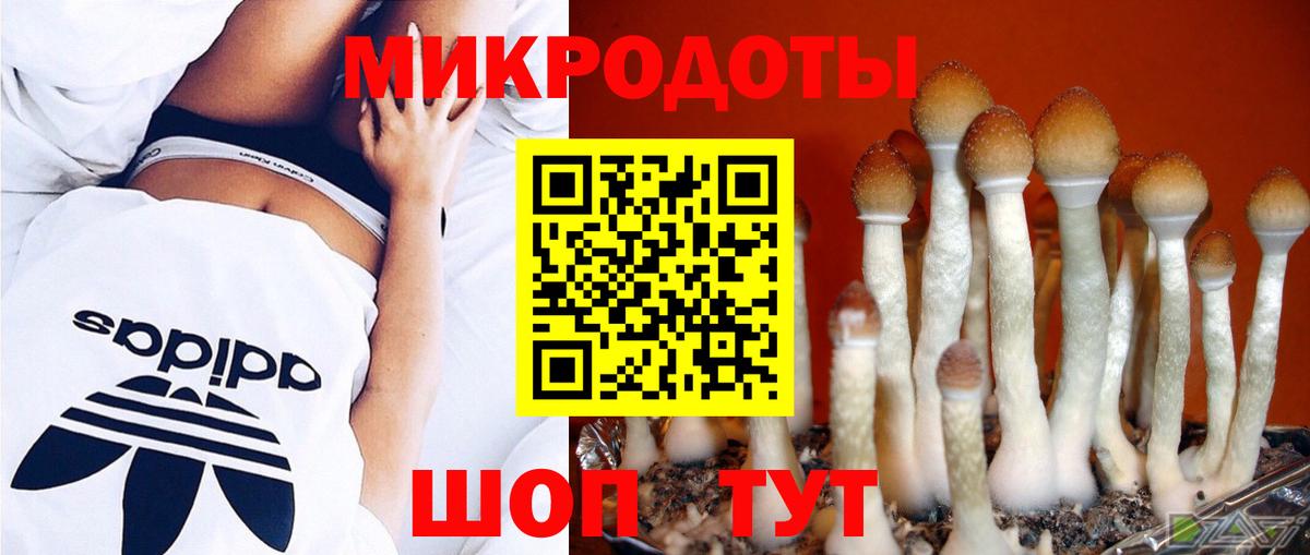 Псилоцибиновые грибы Cubensis Новокузнецк